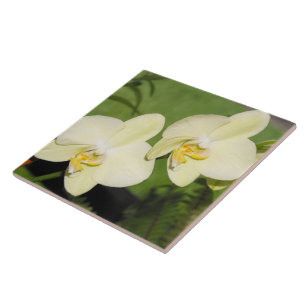 Azulejo De Cerâmica Orquídeas Brancas em um fundo verde