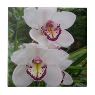Azulejo De Cerâmica Orquídeas Brancas Lindas Flores Tropicais
