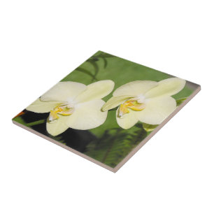 Azulejo De Cerâmica Orquídeas brancas sobre fundo verde