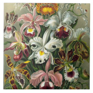 Azulejo De Cerâmica Orquídeas de Belas Artes - Formas de Arte da Natu