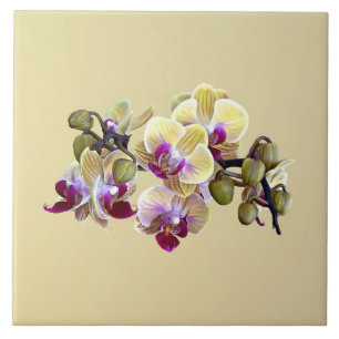 Azulejo De Cerâmica Orquídeas de Phalaenopsis amarela clara e magenta