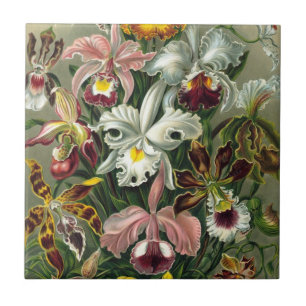 Azulejo De Cerâmica Orquídeas Ernst Haeckel, Flores Vintage da Florest
