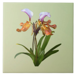 Azulejo De Cerâmica Orquídeas Paphiopedilum Interligadas
