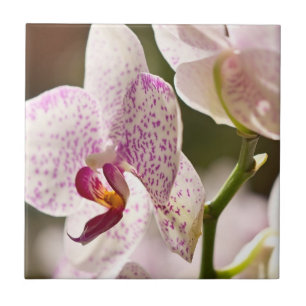Azulejo De Cerâmica Orquídeas por Shirley Taylor