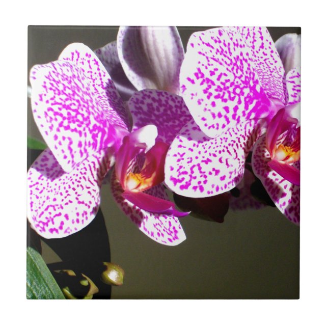 Azulejo De Cerâmica Orquídeas Rosa 1 (Frente)