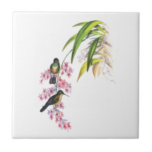 Azulejo De Cerâmica Orquídeas Rosa de John Gould e beija-flores