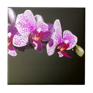 Azulejo De Cerâmica Orquídeas rosa, floral tropical romântico
