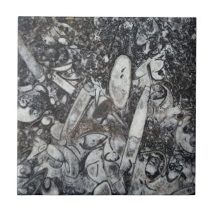 Azulejo De Cerâmica Ortosseras e fóssil de Goniatite