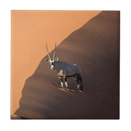 Azulejo De Cerâmica Oryx na borda, Namíbia