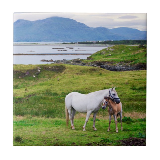 Azulejo De Cerâmica Os cavalos de Connemara | Galway, Ireland (Frente)