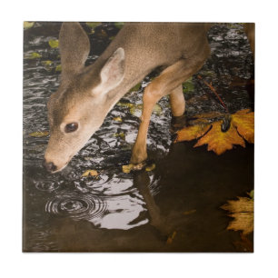 Azulejo De Cerâmica Os cervos Fawn em uma angra