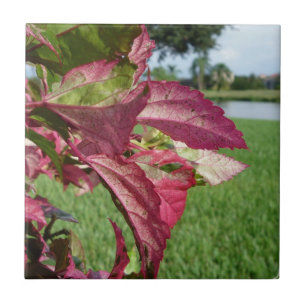 Azulejo De Cerâmica Os hibiscus "ateiam fogo e congelam" à planta