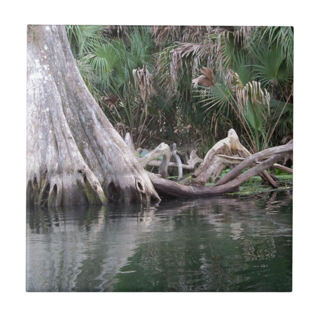 Azulejo De Cerâmica Os joelhos da árvore ciprestes refletiram (Frente)