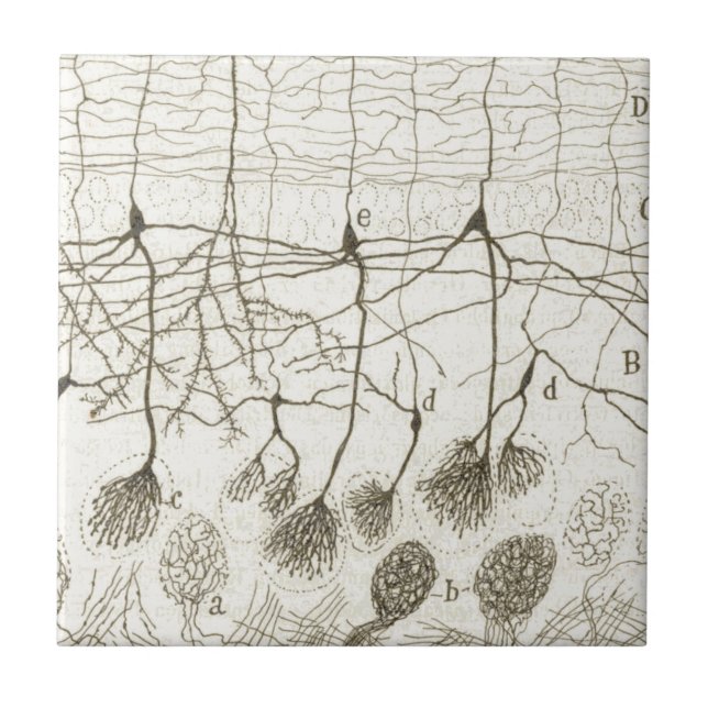 Azulejo De Cerâmica Os neurônios 8 de Cajal (Frente)