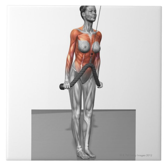 Azulejo De Cerâmica Os Triceps empurram penas (Frente)