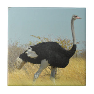 Azulejo De Cerâmica Ostrige para uma corrida