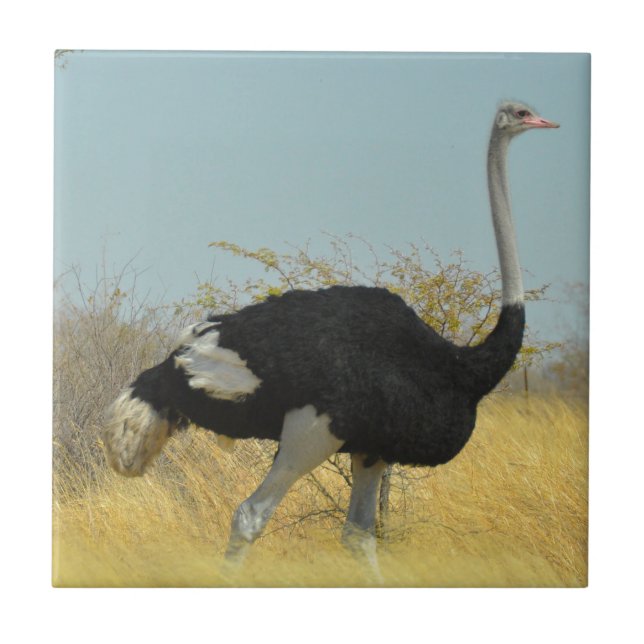 Azulejo De Cerâmica Ostrige para uma corrida (Frente)