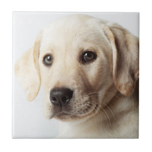 Azulejo De Cerâmica Ouro Labrador Puppy