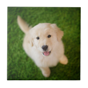 Azulejo De Cerâmica Ouro - Retirador de Puppy com Grass