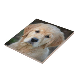 Azulejo De Cerâmica Ouro Retriever Puppy