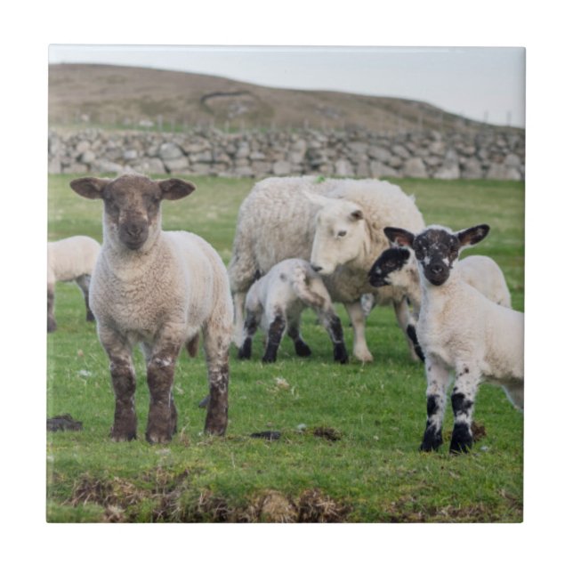 Azulejo De Cerâmica ovelha Shetland (Frente)