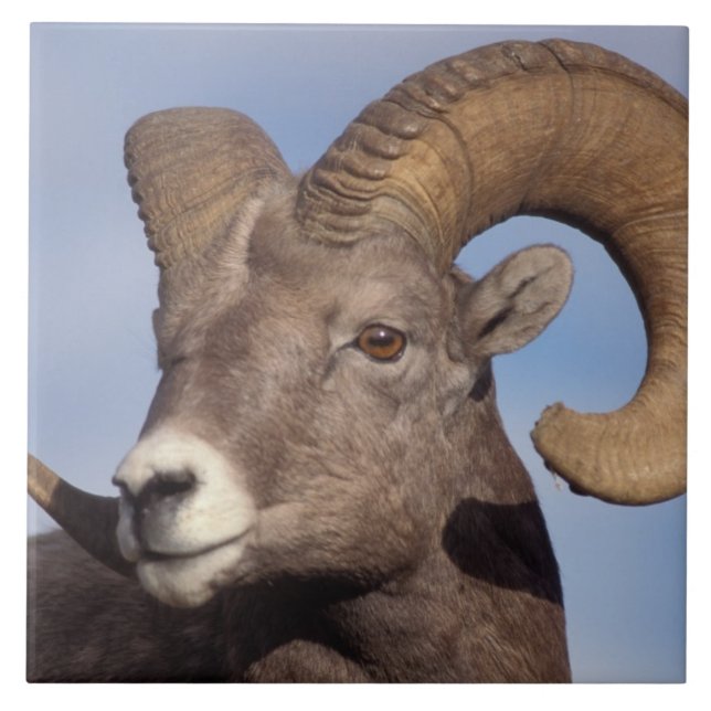 Azulejo De Cerâmica ovelhas de chifre, ovelhas de montanha, Ovis canad (Frente)