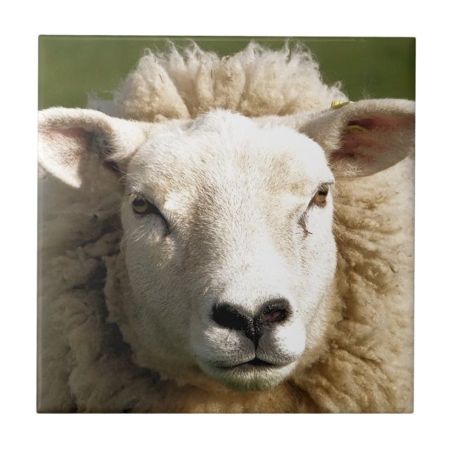 AZULEJO DE CERÂMICA  OVINO (Frente)