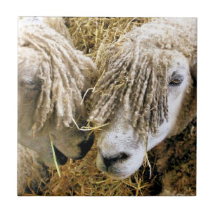 AZULEJO DE CERÂMICA  OVINO