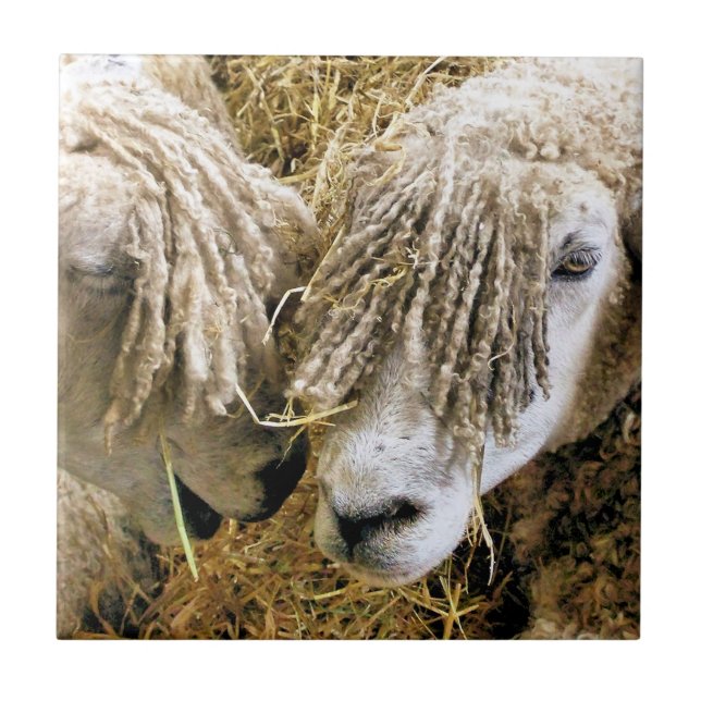 AZULEJO DE CERÂMICA  OVINO (Frente)