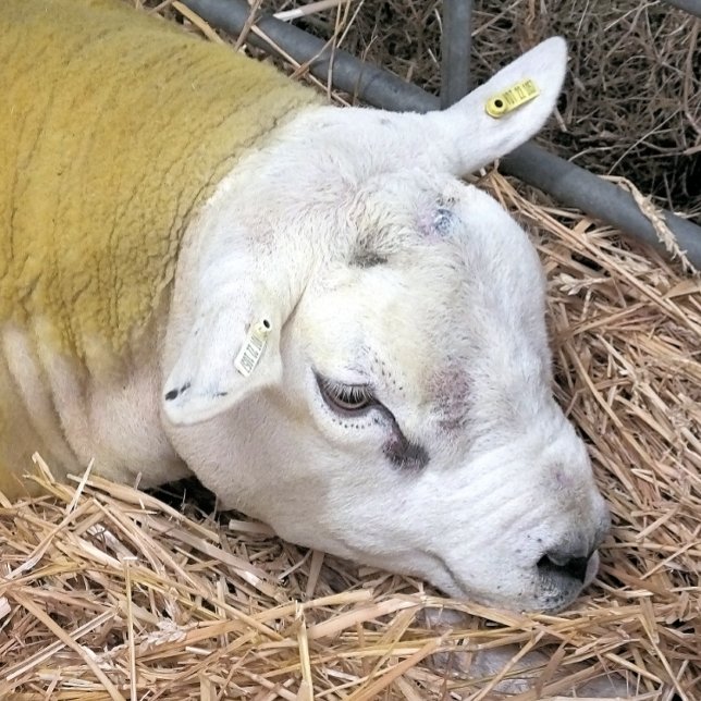 AZULEJO DE CERÂMICA  OVINO (A photographic design of a beautiful Texel sheep.)