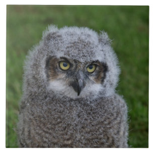 Azulejo De Cerâmica Owl_20180215_por_JAMFoto