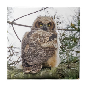 Azulejo De Cerâmica Owlet Em Uma Ramificação De Pino