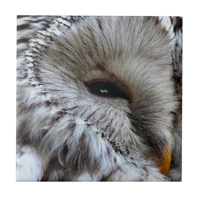 AZULEJO DE CERÂMICA  OWLS (Frente)