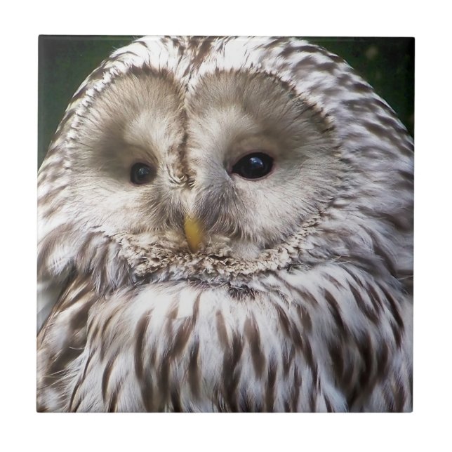 AZULEJO DE CERÂMICA  OWLS (Frente)