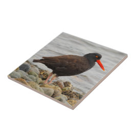 Azulejo De Cerâmica Oystercatcher Negro na praia
