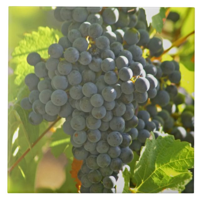 Azulejo De Cerâmica Pá de uva Cabernet Sauvignon no Chateau (Frente)