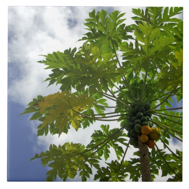 Azulejo De Cerâmica Pacífico Sul, Polinésia Francesa, Moorea.2 (Frente)