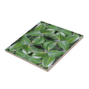 Azulejo De Cerâmica Padrão de árvore de borracha