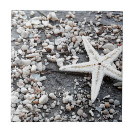 Azulejo De Cerâmica Padrão de concha marítima do oceano costeiro