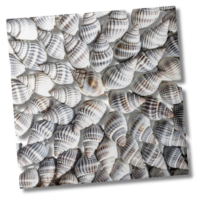 Azulejo De Cerâmica Padrão de concha marítima do oceano costeiro (Abstract Seashell Starburst Nautical Beach House Ceramic Tile)