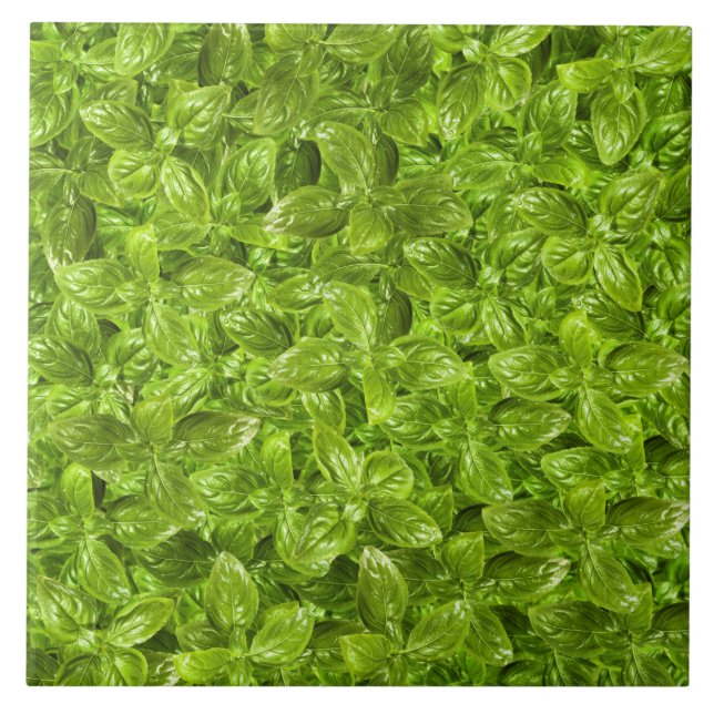 Azulejo De Cerâmica Padrão de Folhas de Basil (Frente)