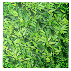 Azulejo De Cerâmica Padrão de Folhas Verde Lush - Botânica da Natureza
