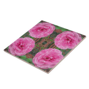 Azulejo De Cerâmica Padrão rosa rosa rosa rosa rosa