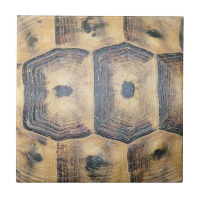 Azulejo De Cerâmica Padrão Tortoise Shell (Frente)