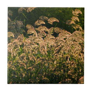Azulejo De Cerâmica Painço Selvagem (Panicum Sp.) Crescendo em Área Úm