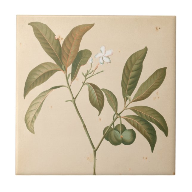 Azulejo De Cerâmica Painel I do Deco do Cobalto (Frente)