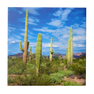 Azulejo De Cerâmica Paisagem de cacto do deserto, Arizona