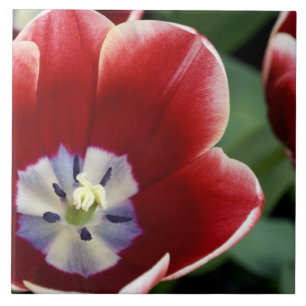 Azulejo De Cerâmica Países Baixos (também conhecidos por Holland), L