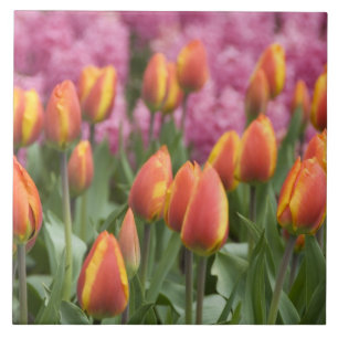 Azulejo De Cerâmica Países Baixos (também conhecidos por Holland), L