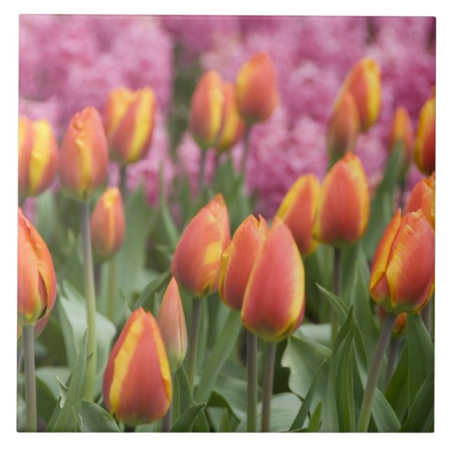 Azulejo De Cerâmica Países Baixos (também conhecidos por Holland), Lis (Frente)